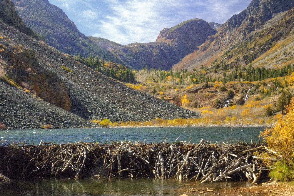 Large beaver dam in Lundy Canyon The drive past Lundy Lake… Flickr