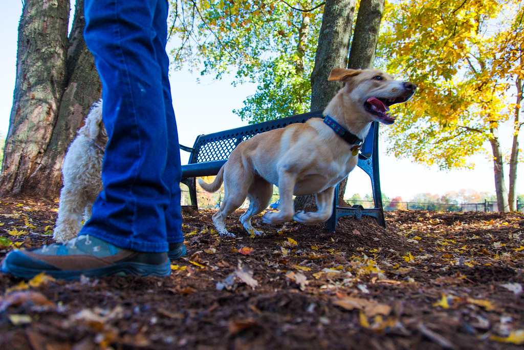 Dog Park oct 201416 At the Granby, CT Dog Park Oct 2014 kevin s