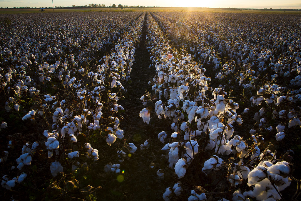 cotton_fall before harvest_0066 Cotton is grown at the MU … Flickr