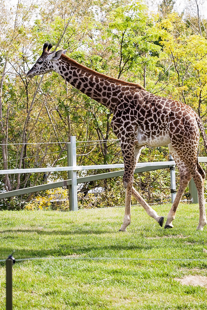 The Toronto Zoo Sunday Trip to the Zoo .alicia.kowalski. Flickr