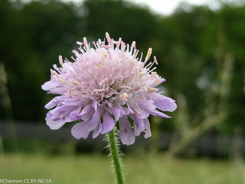 Pangbourne Heron Farm, plant type annual, scabiosa, jdy181… Flickr