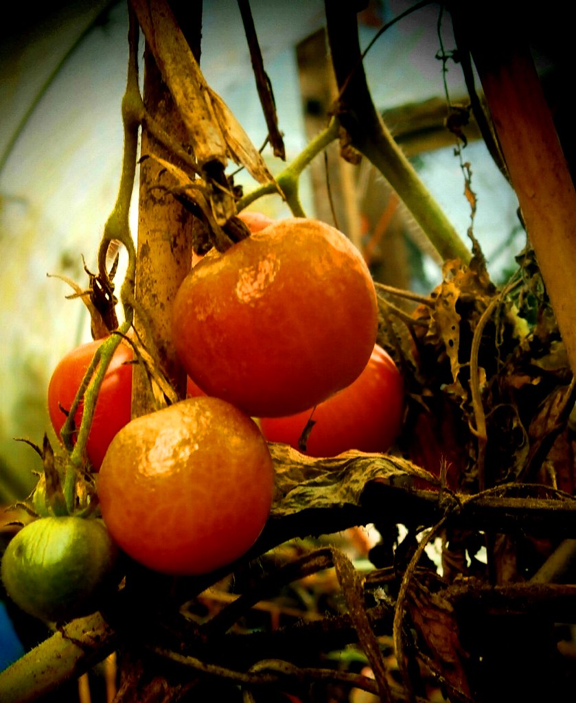 garden mom Ann van aken Flickr