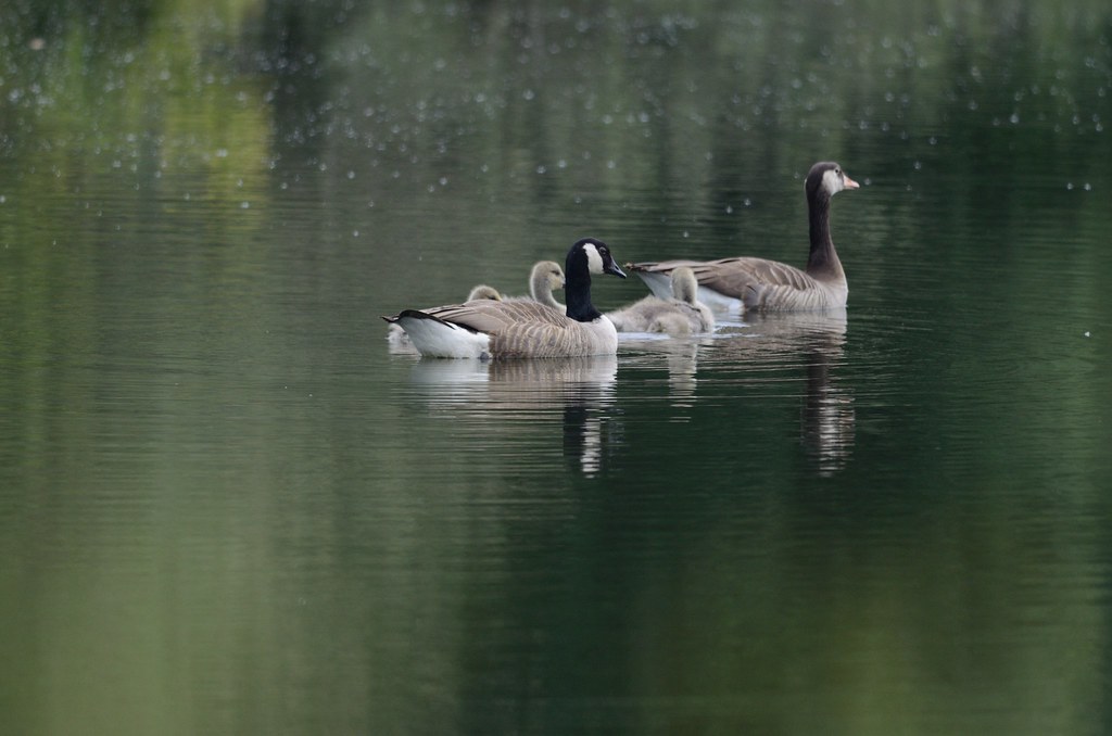 Lakes 17th June 2013 (30) Richard Farrow Flickr