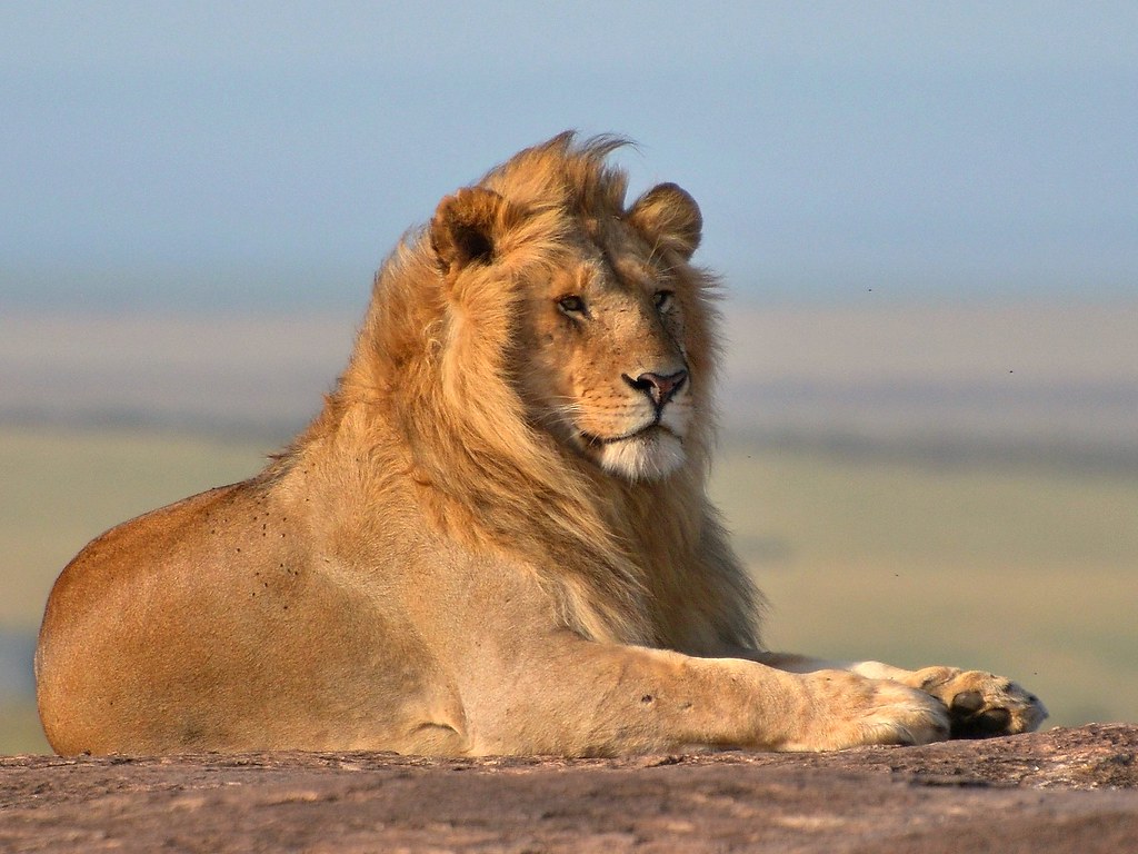 Lion.Kenya lions,masai mara.Africa Mariya Ka Flickr