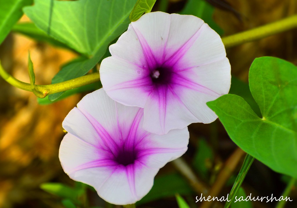kangkong flower (Ipomoea aquatica) shenal sadurshan Flickr