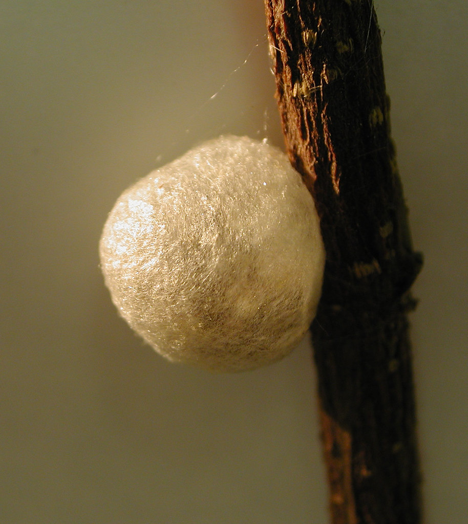 Black widow egg sac The silk is really shiny and beautiful… Audrey
