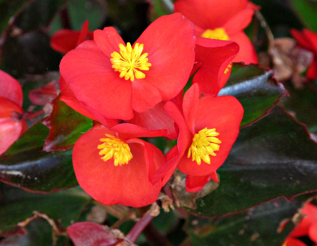 Kentlands, Flowers IMG_9813 Kentlands photowalk, Gaithersb… Flickr
