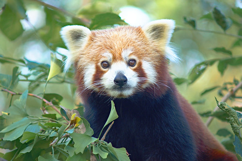 Red panda 2 SONY DSC Diana Geiger Flickr