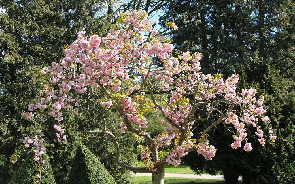 Cherry Tree Latin Prunus serrulata Hans Nerstu Flickr