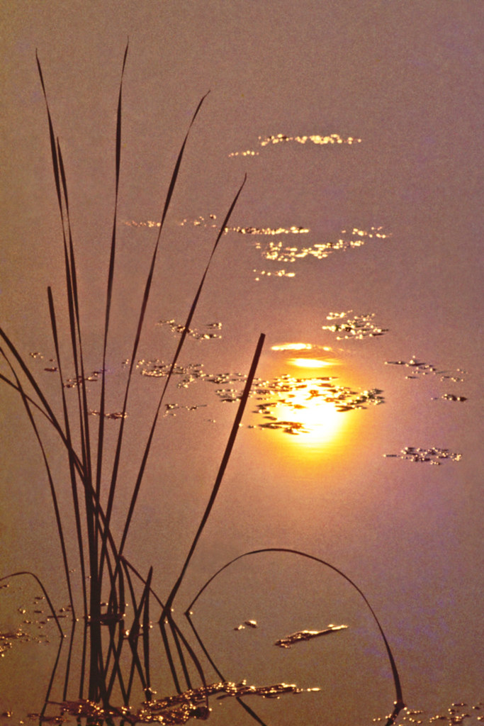 CVNPKENDALL LAKENATCATTAILSCS00354Scan0019302edited… Flickr