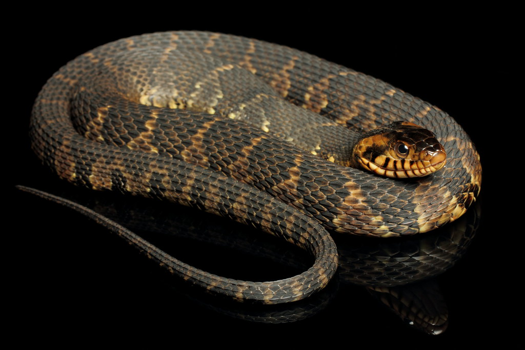 Banded Water Snake Nerodia fasciata from North Carolina. Mike