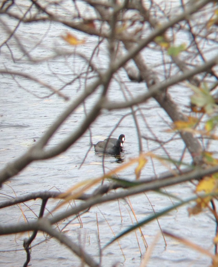 American Coot. Eel Pond, Rye, NH 10/19/14. Dylan Jackson Flickr