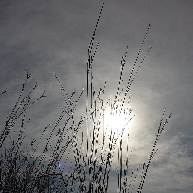 Iowa prairie grass in the sun Heather Flickr
