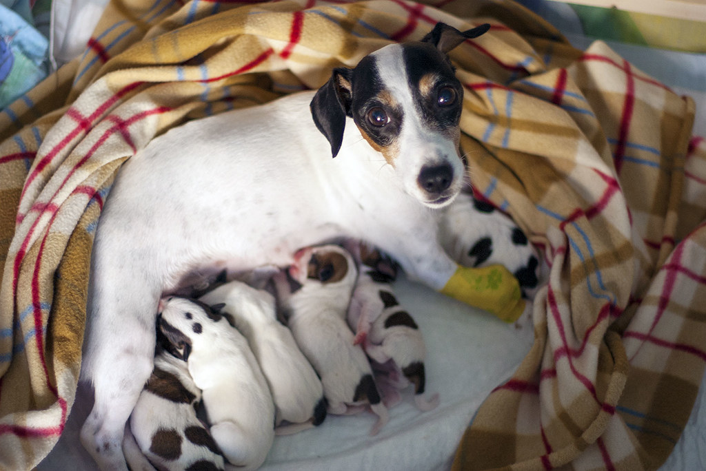 ♥♥♥ Sencha the Jack Russel with newborn puppies ♥♥♥ Flickr