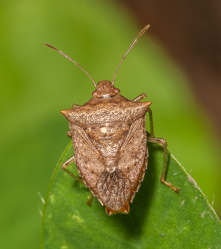 Stink Bug (Pentatomidae) 111p3734 Perk Flickr