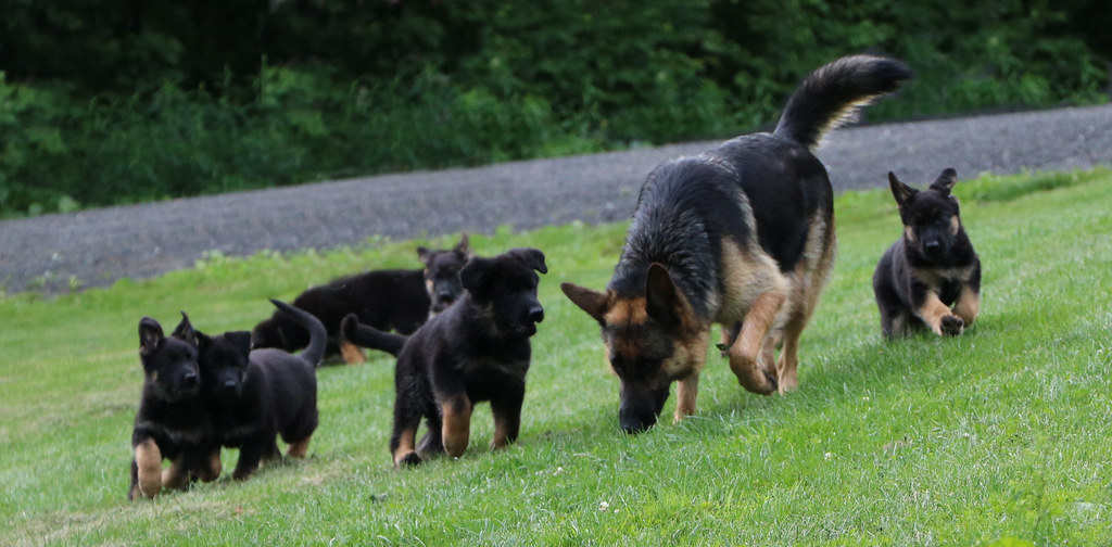 Karma Karma of Knob Hill Kennels (Hancock, MA) and her lit… Flickr
