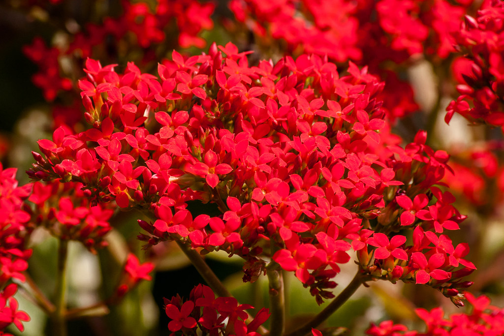Flowers Bhopal IIFM 2017 Shashi Ranjan Flickr