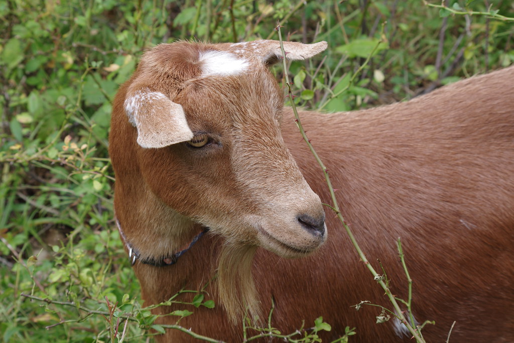 Munching Brown Goat Mowing the grass with goats Retro Rocketer Flickr