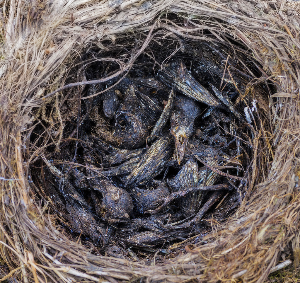 img_8614 Dead chicks Found this nest, with dead chicks, u… Flickr