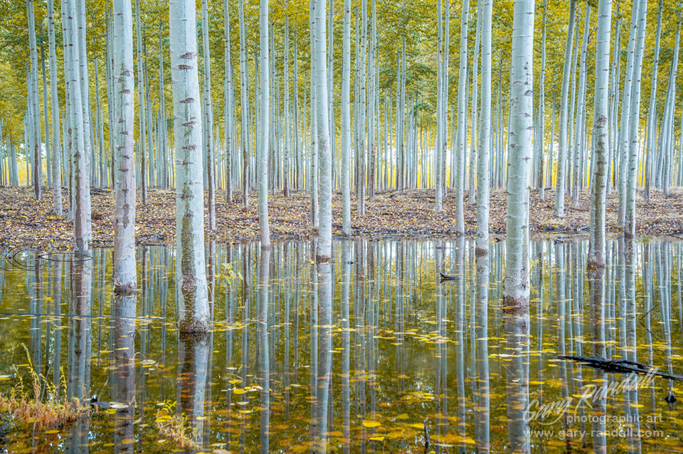 The Enchanted Forest of Mirrors Near Boardman, Oregon. Flickr