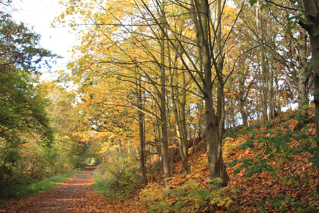 Autumn comes to Broompark Broompark is a village in County… Flickr