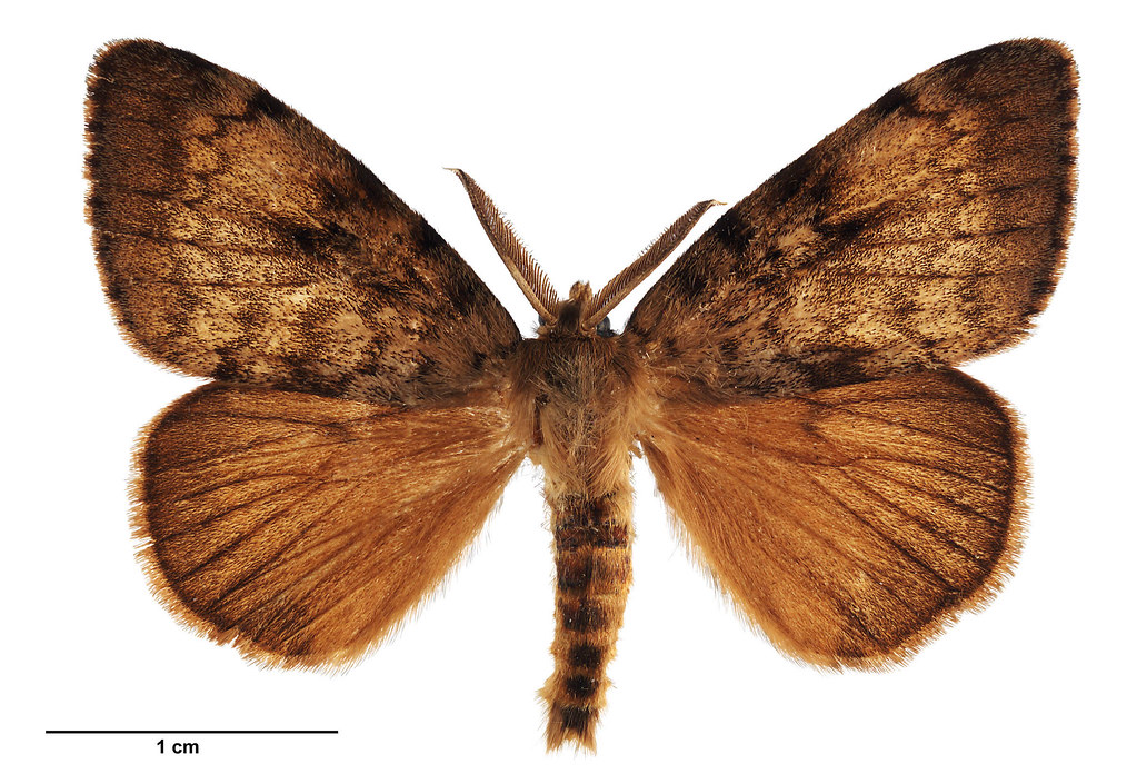 Open house on gypsy moth ground spray program in Surrey Flickr