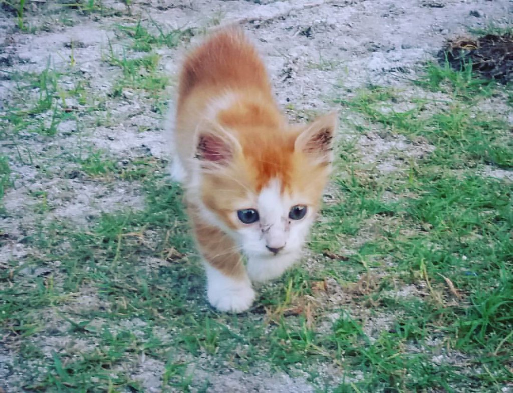 maldives kulhudhuffushi animals animal cat cats cut… Flickr