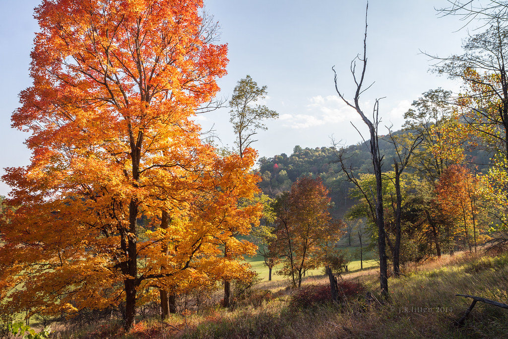 Giant Maple Waxler Road, Mineral County, WV Western Maryland Photography Flickr