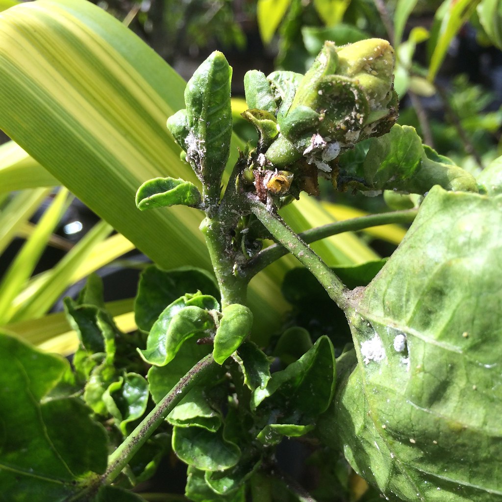 Flickriver Photoset 'Mealybugs on hibiscus' by Plant pests and diseases