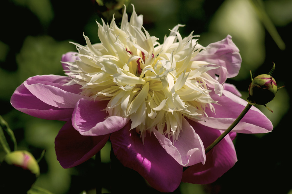 Where have all the flowers gone? Flickr