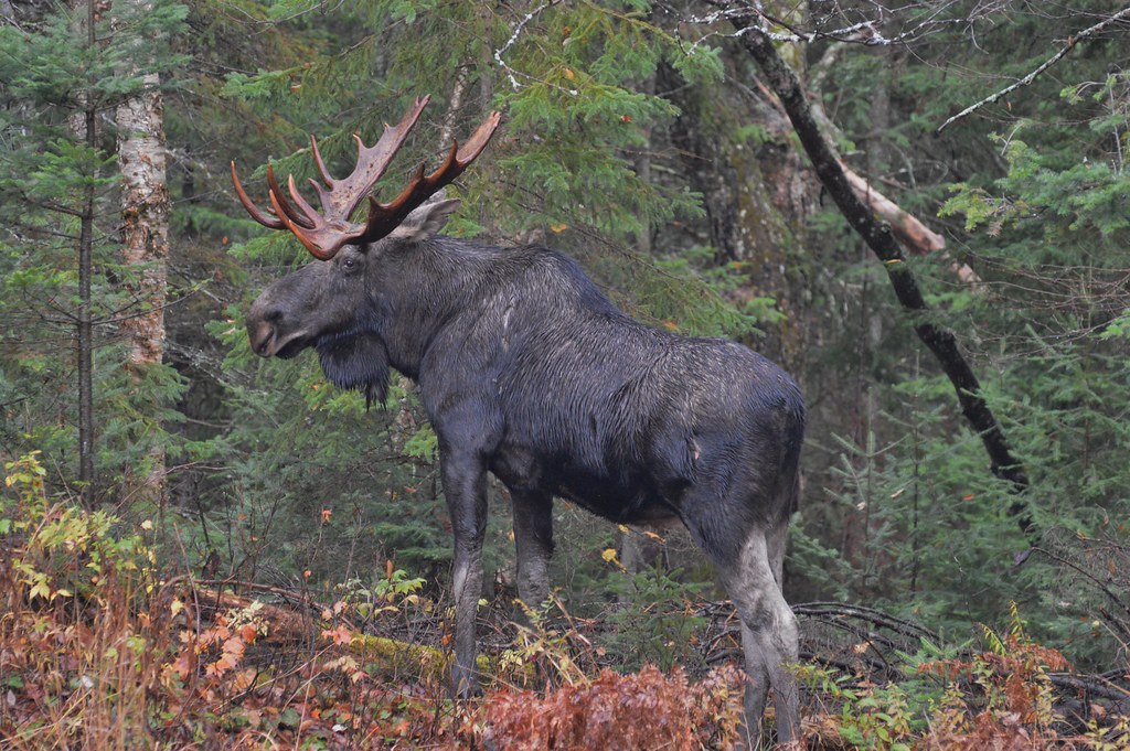 October Moose Didymops transversa Flickr