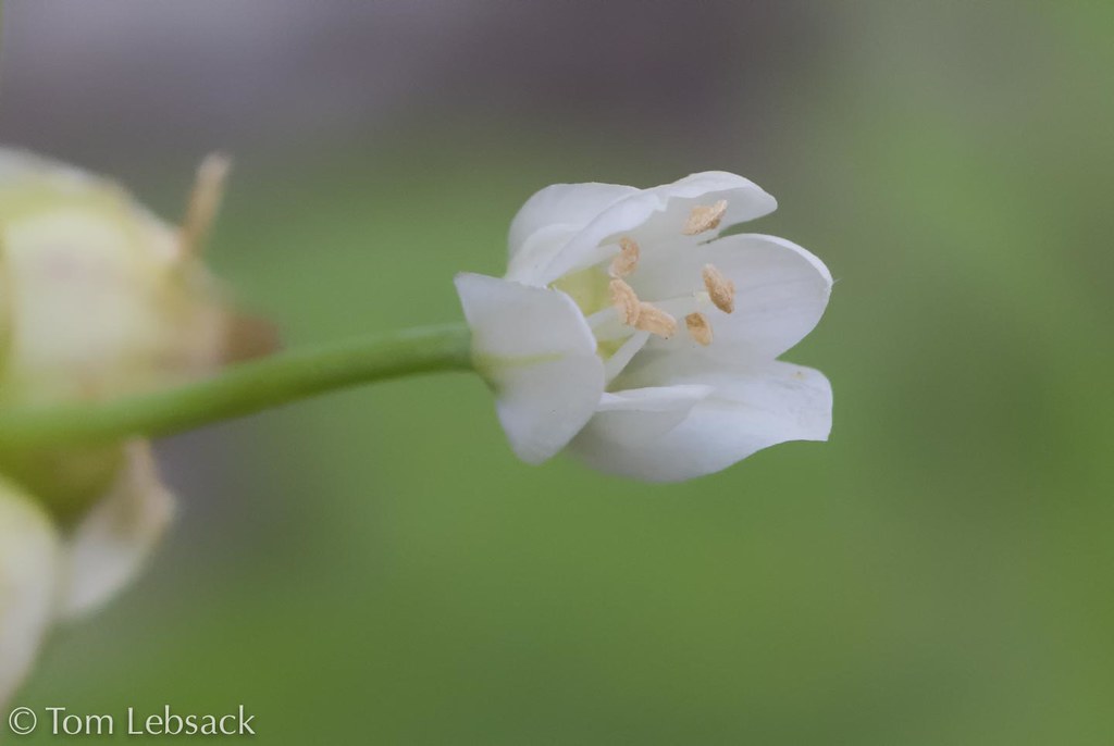 D81_0402 Meadow Garlic Meadow Garlic (Allium canadense var… Flickr