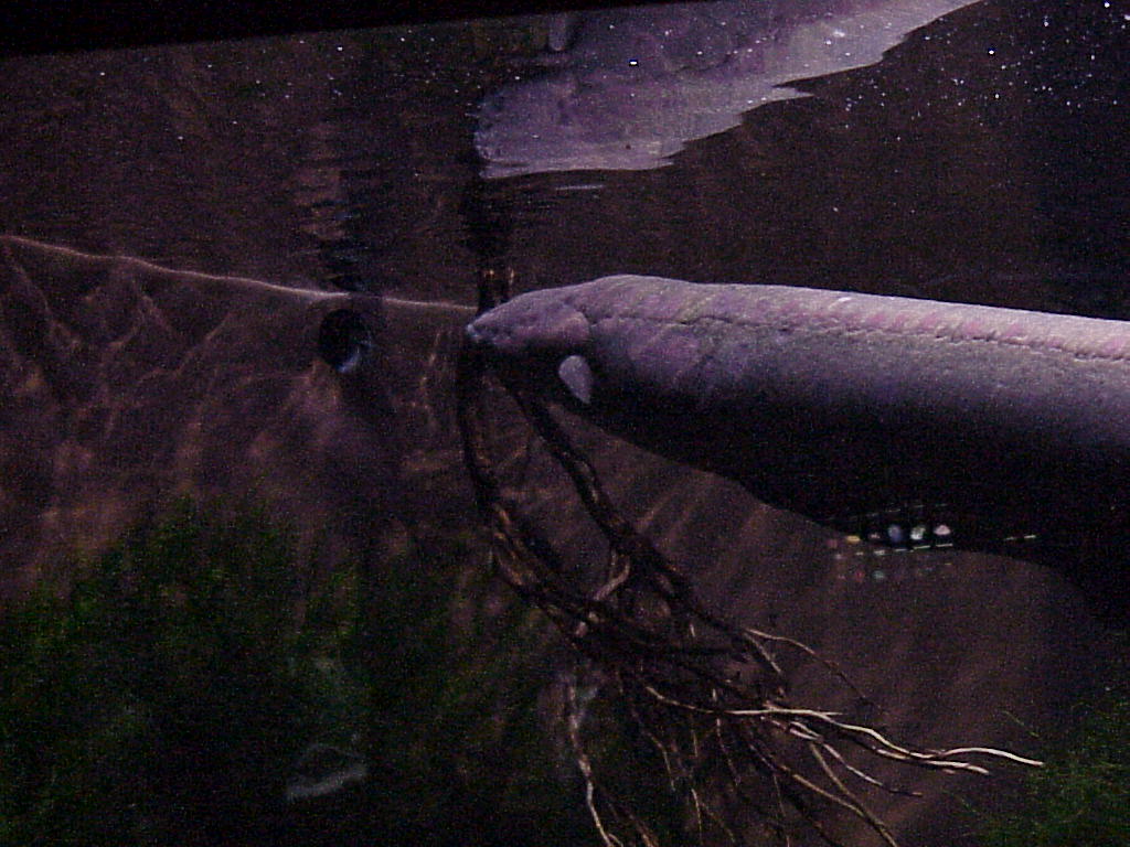 National Aquarium Electric Eel Rob Miles Flickr