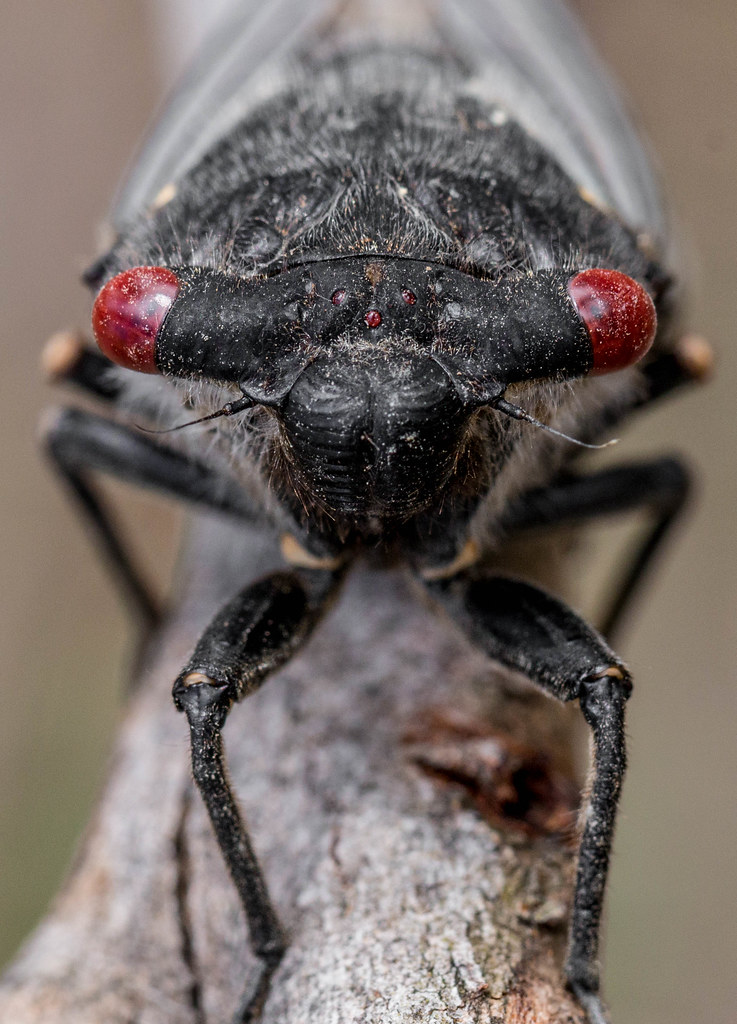 Red eye cicada Psaltoda moerens Charlie Price Flickr