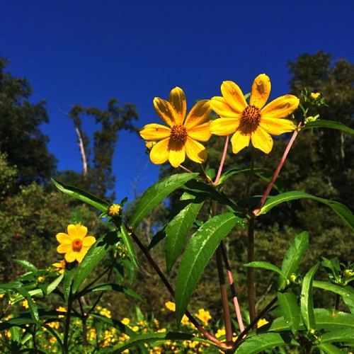 Fall Flowers!! Kayaking on Rigolette Bayou today. jj_loui… Flickr