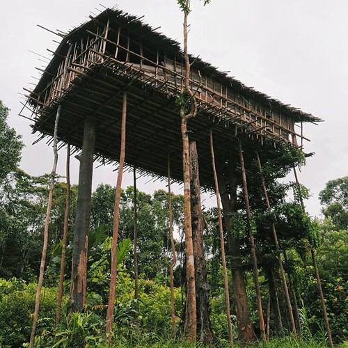 Korowai stilt tree house in the jungles of Papua, Indonesi… Flickr