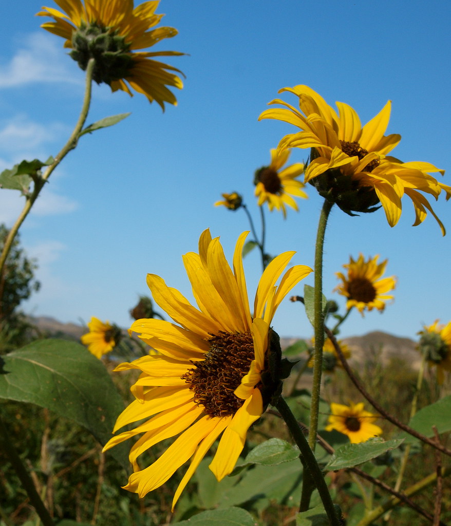 E3_20140922_114603_0696_v01 Terry Montana. Sunflowers near… Flickr