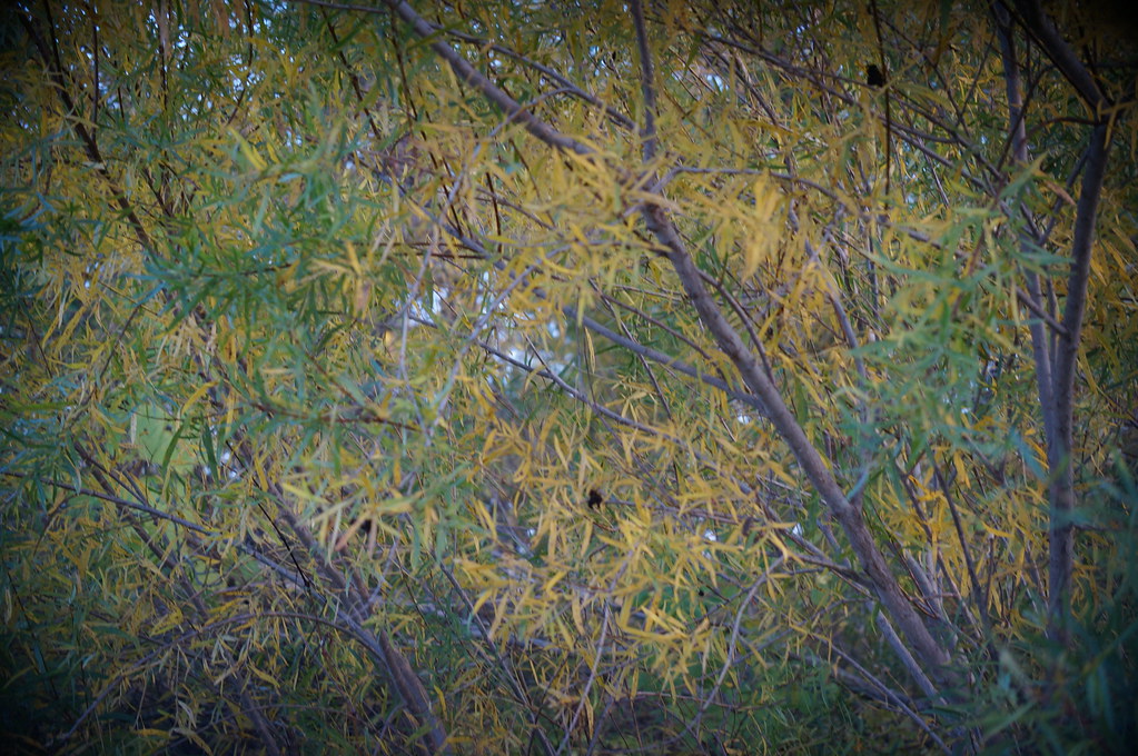 603 WilkinsonRenwick Marsh Dekalb County Illinois October… Flickr