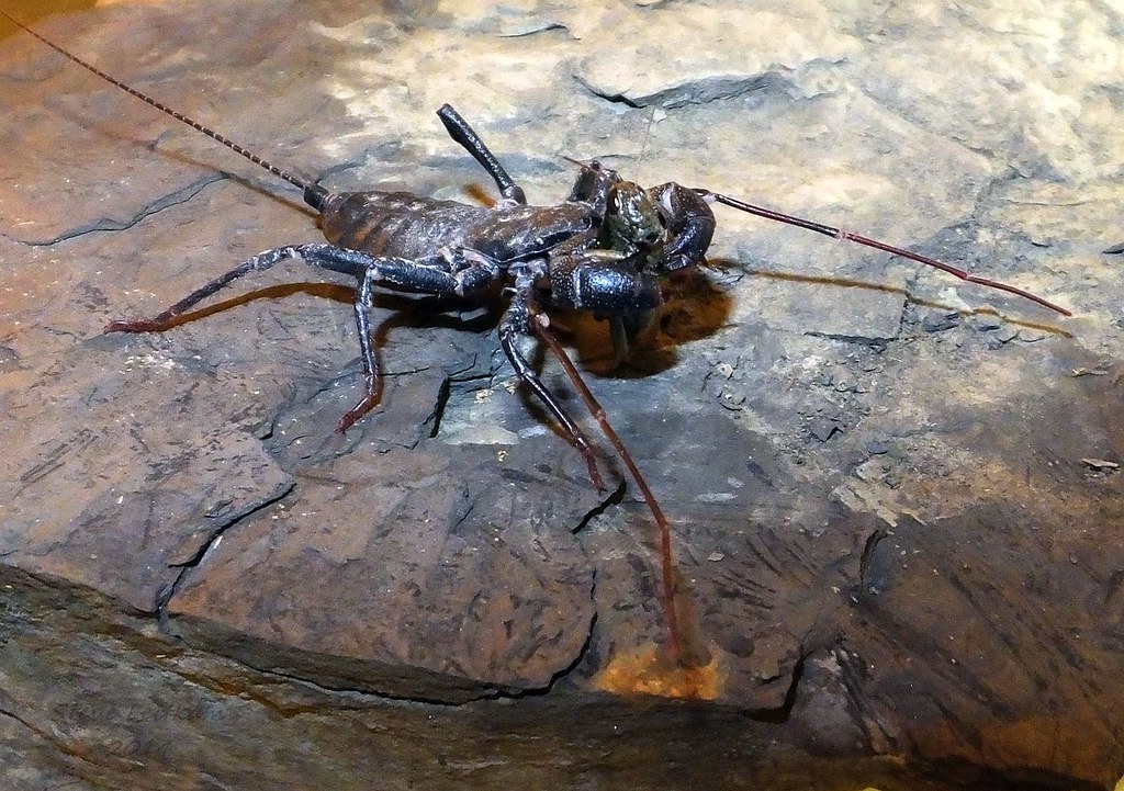 Vinegaroon_2014.10.17 (1 of 3) Giant Vinegaroon (Mastigopr… Flickr