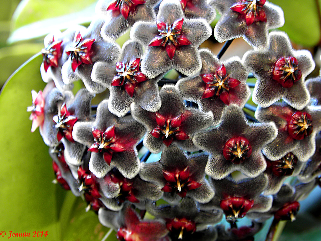 160 Hoya Pubicalyx black dragon I think it has changed ove… Flickr