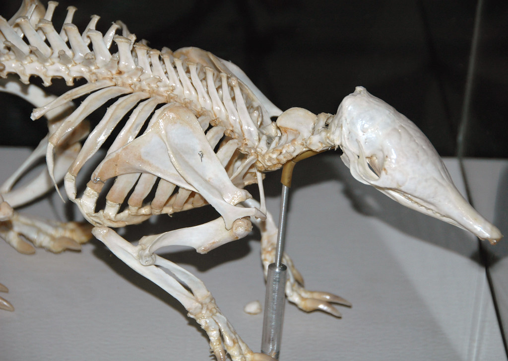 Armadillo Skeleton