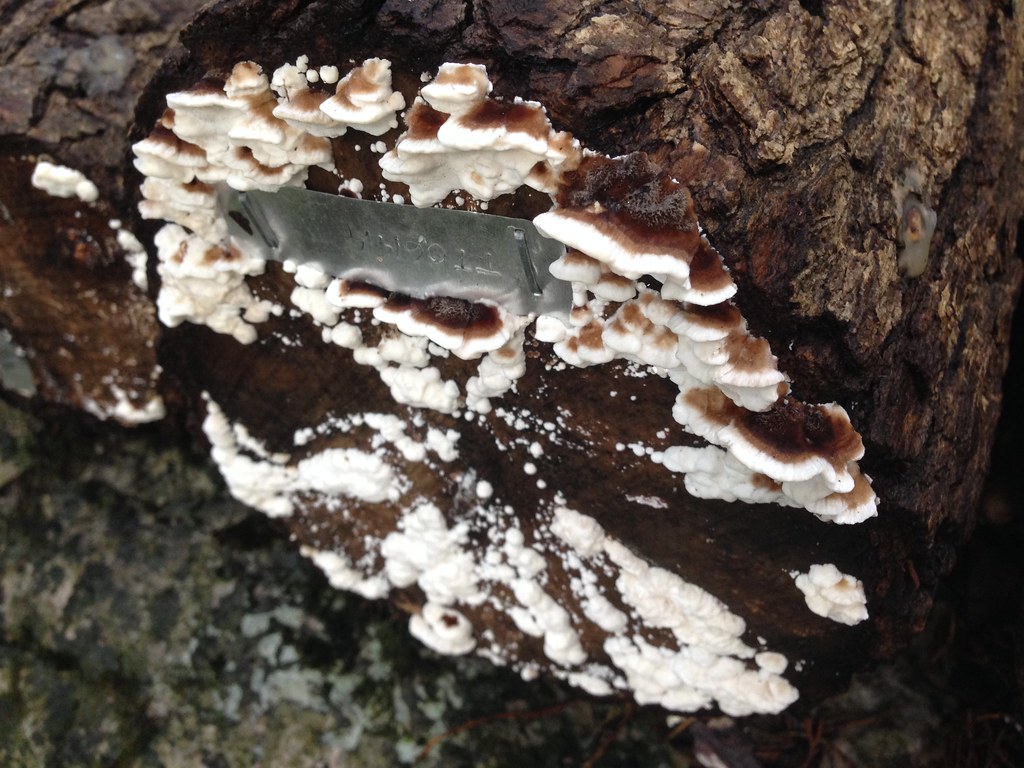 Turkey Tail mushrooms A look at medicinal Turkey Tail mush… Flickr