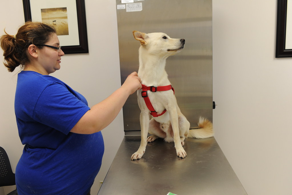 Veterinary Services Not Just Pet Care They care for our c… Flickr