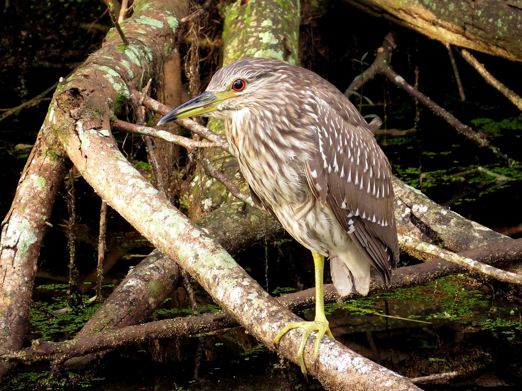 Blackcrowned NightHeron (Juvenile) Despite being fairly … Flickr