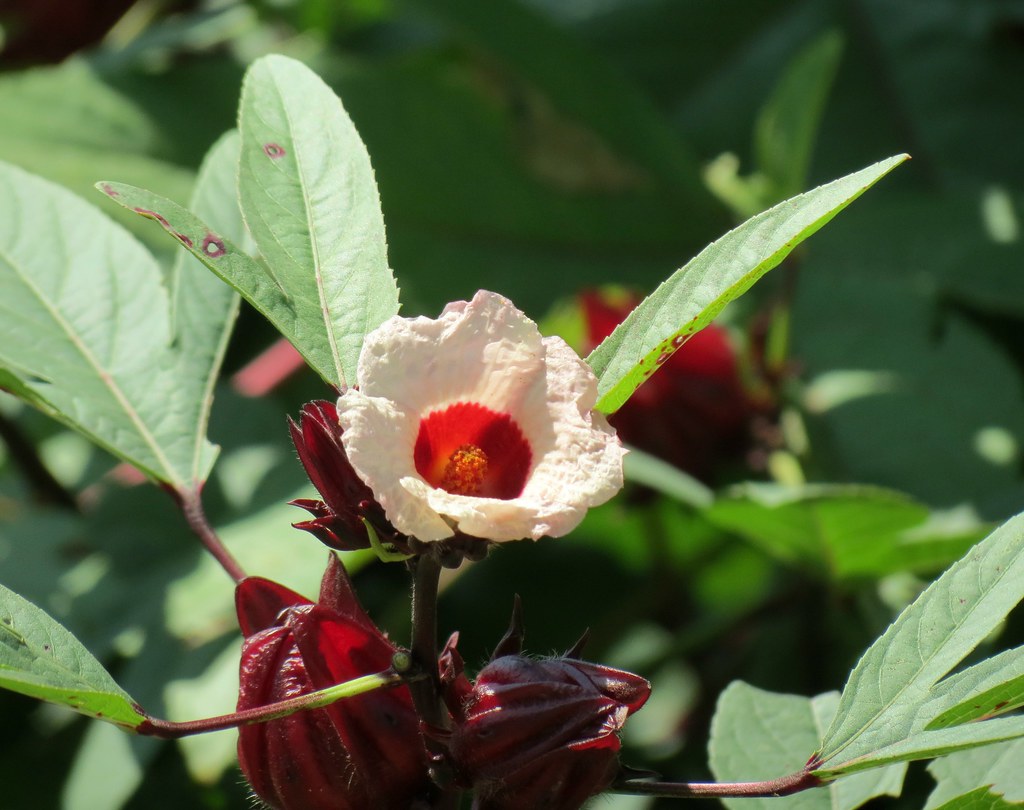 Hibiscus flower. Roselle (Hibiscus sabdariffa). China. Fuj… Flickr