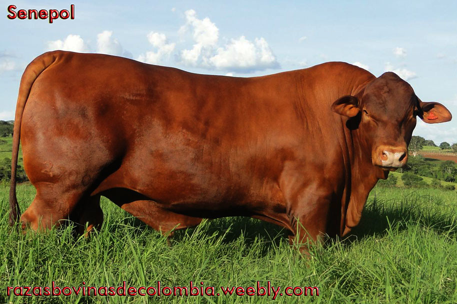 Senepol (5) Desde hace mucho tiempo al ganadero le ha inqu… Flickr