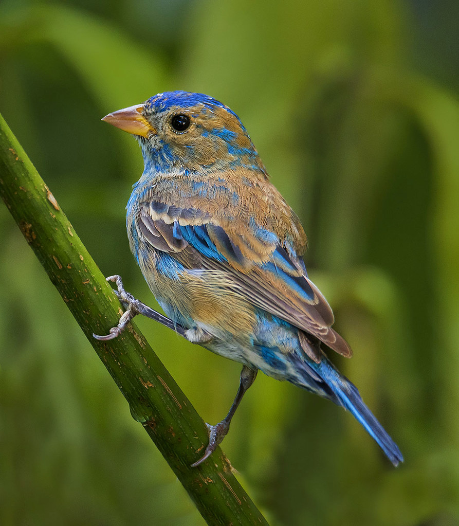 Indigo Bunting Juvenile