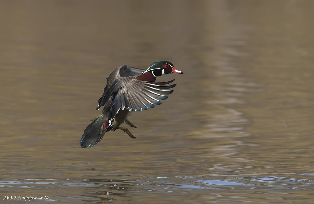 Wood Duck landing Toronto, ON Ramon Flickr