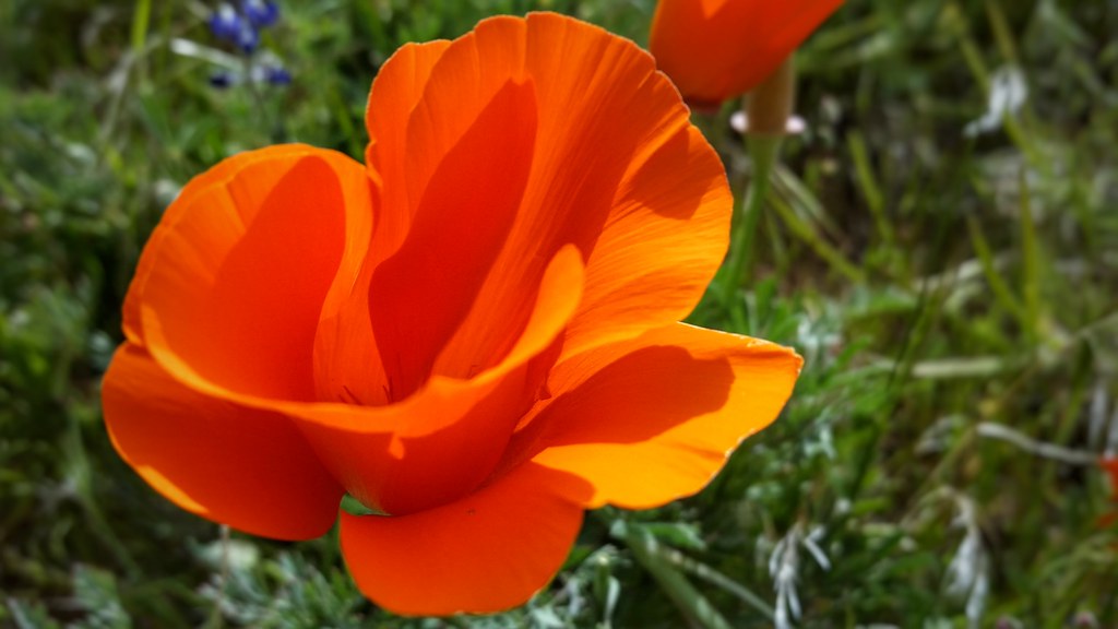 California Poppies Kevin Gill Flickr