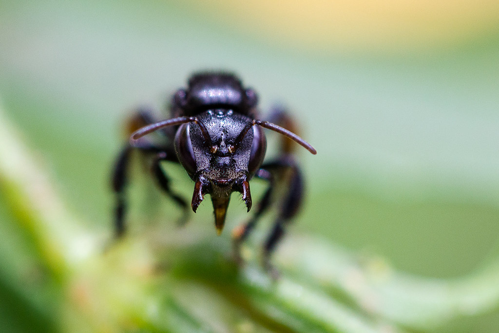 Brazilian bee Trigona spinipes Distrito Federal, Brazil Diego